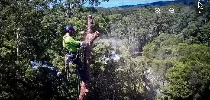 Arborclimb arborist with chainsaw in the canopy during maintenance in Bli Bli