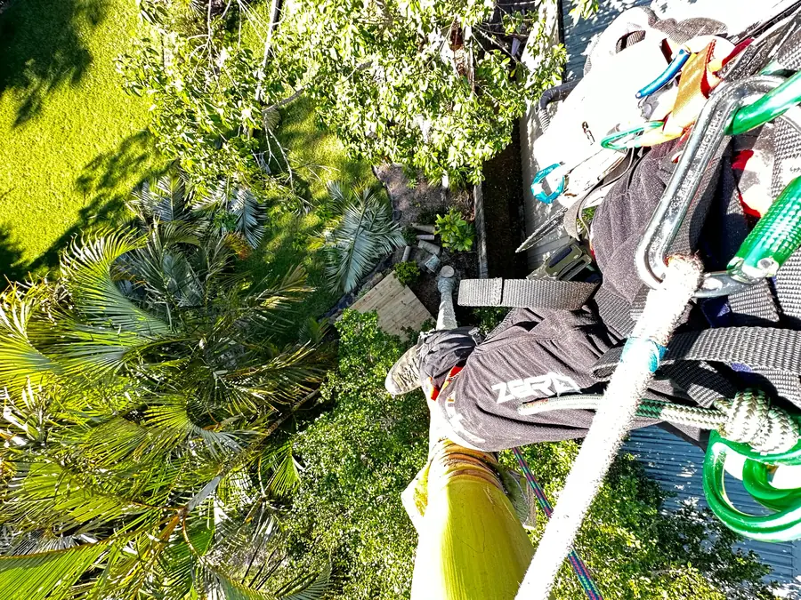Arborclimb arborist at height during a tree removal in Bli Bli