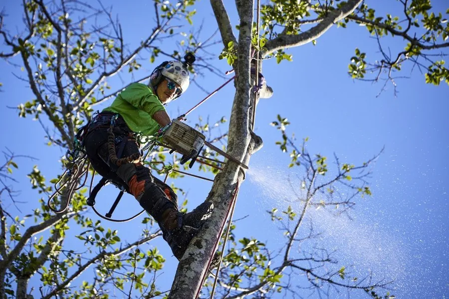 Arborist in safety harness cutting branches from a tree against a blue sky