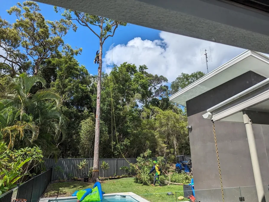 Arborist working on a large tree close to a house roof on the Sunshine Coast