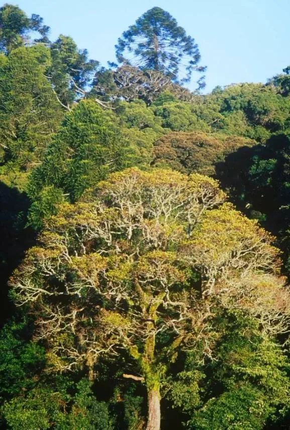 Lush Queensland hinterland canopy with protected native trees