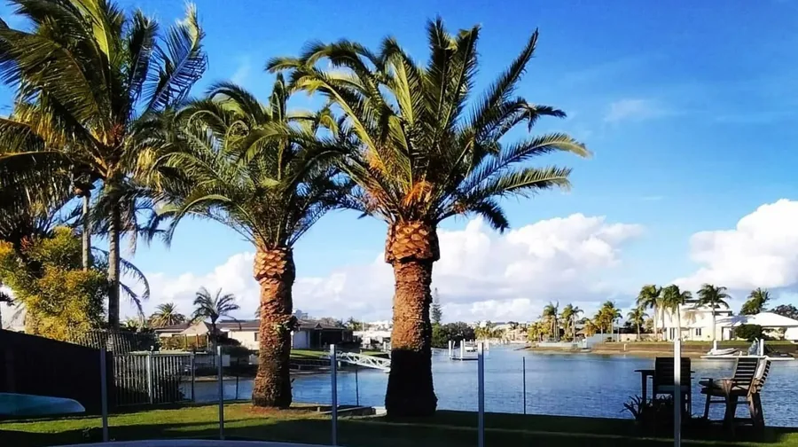 Tall mature palm tree beside a waterway with blue sky in a coastal suburb
