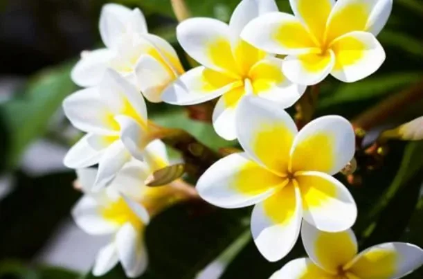 Cluster of white and yellow frangipani flowers in bloom