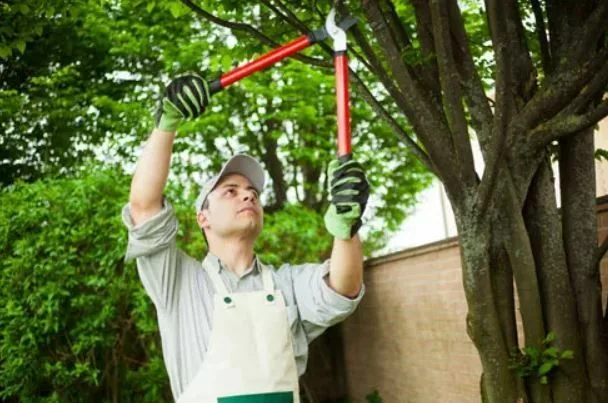 Worker in high-vis using long-handled pruning tools to trim an overhanging tree