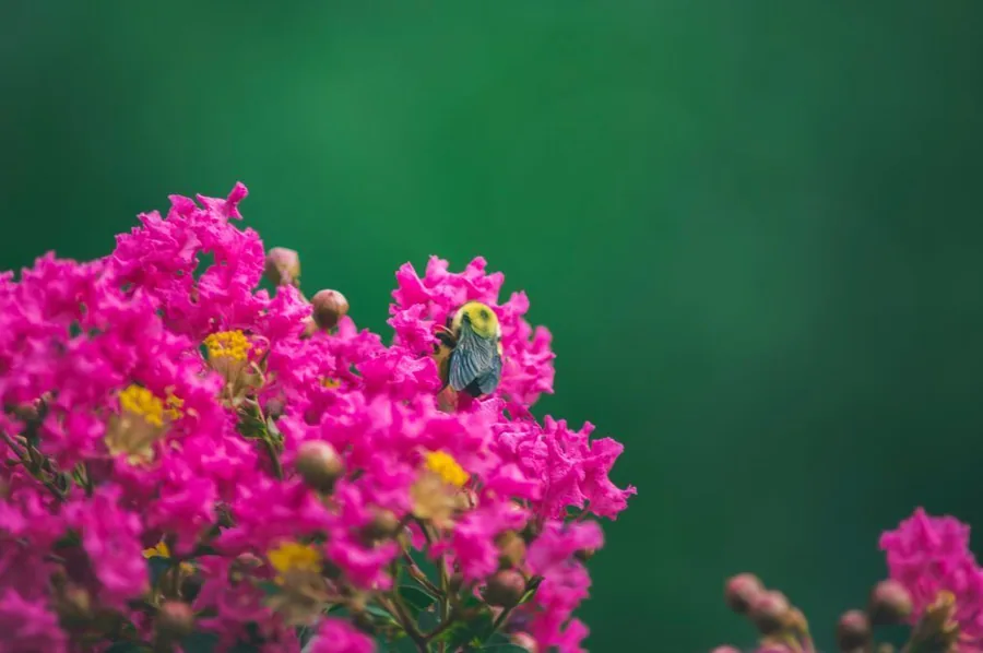 Vibrant pink crepe myrtle flowers in full bloom against a dark green background
