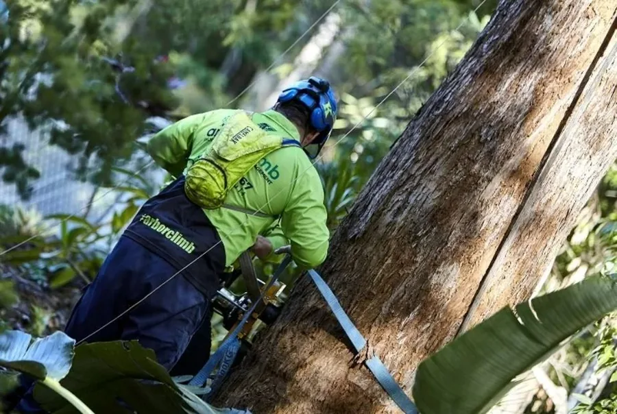 Arborclimb arborist in harness using a chainsaw on a large tree trunk