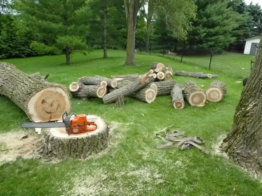 Felled logs and stumps on a lawn after tree removal in Buderim