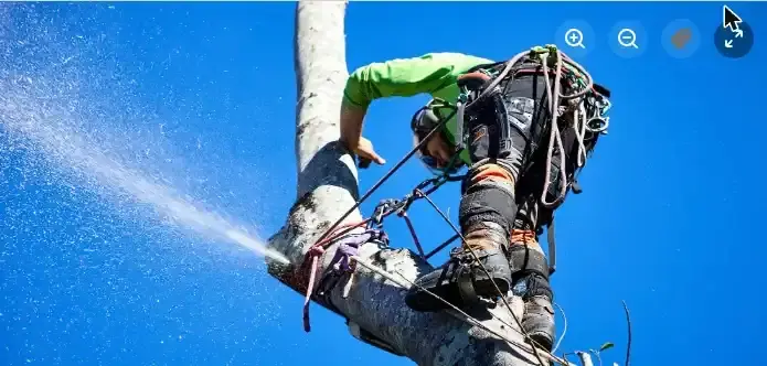 Arborclimb arborist in harness with sawdust mist during maintenance work in Buderim