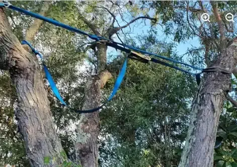 Arborclimb rigging ropes set up on a large tree for removal in Buderim