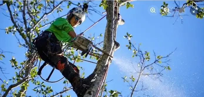 Arborclimb arborist at height during pruning work in Caloundra