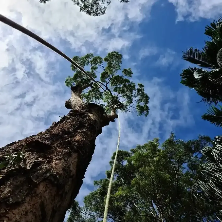 Looking up at a tree during removal by Arborclimb in Caloundra