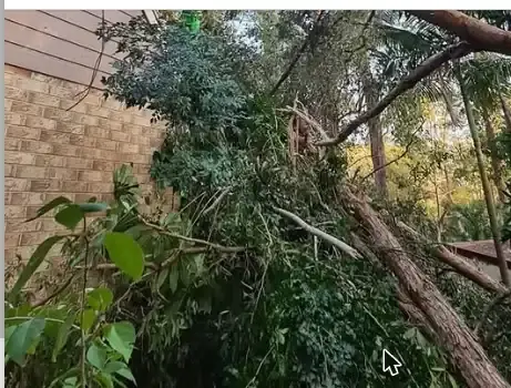 Storm-damaged tree fallen against a wall at a Chermside property