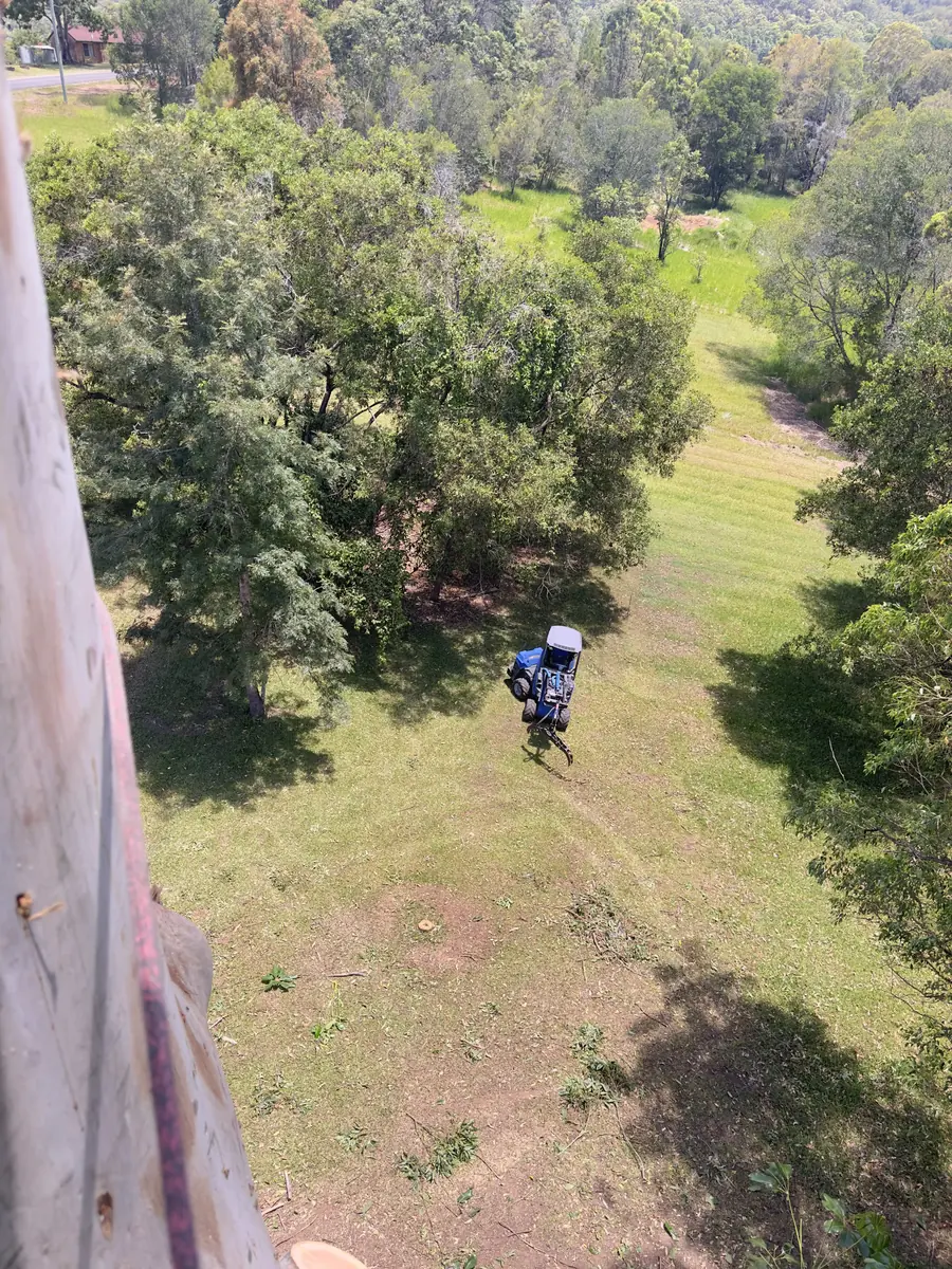 Aerial view of Arborclimb arborist working on a large tree removal in Coolum
