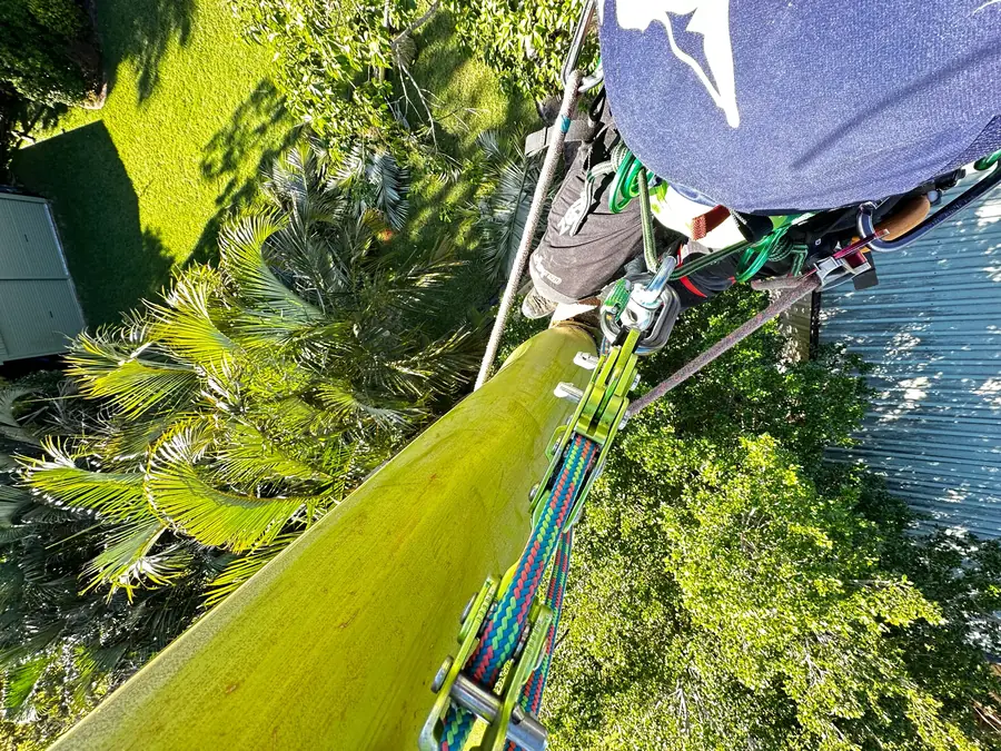 Arborclimb arborist at height during a tree removal in Cooroy