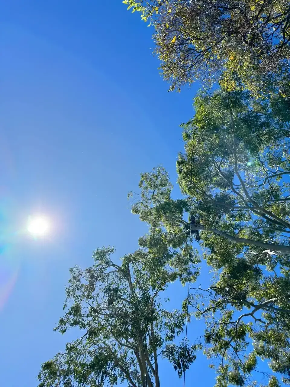 Tall eucalyptus tree against blue sky at a Cooroy property serviced by Arborclimb