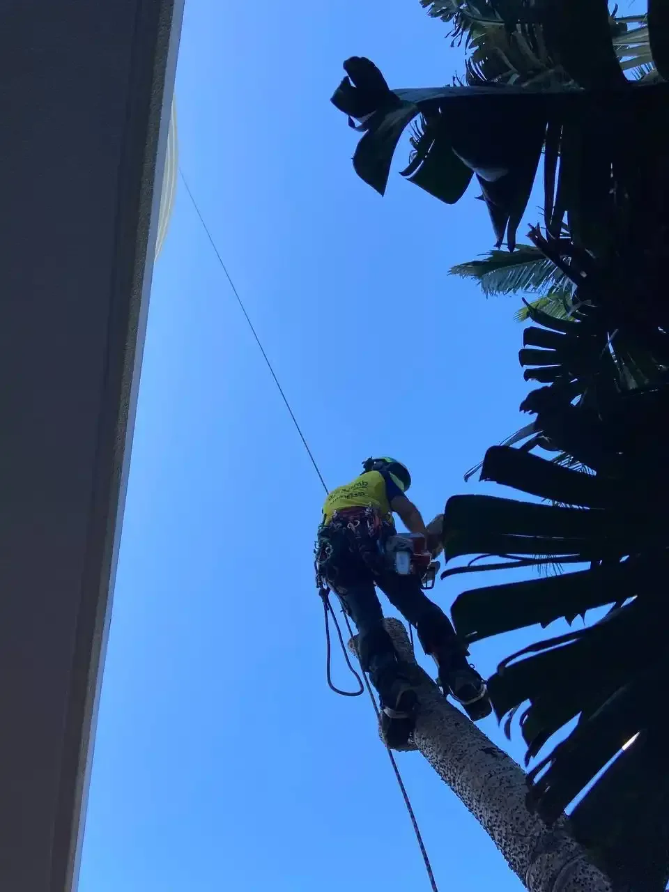 Arborclimb arborist high up a palm tree at a Mooloolaba property