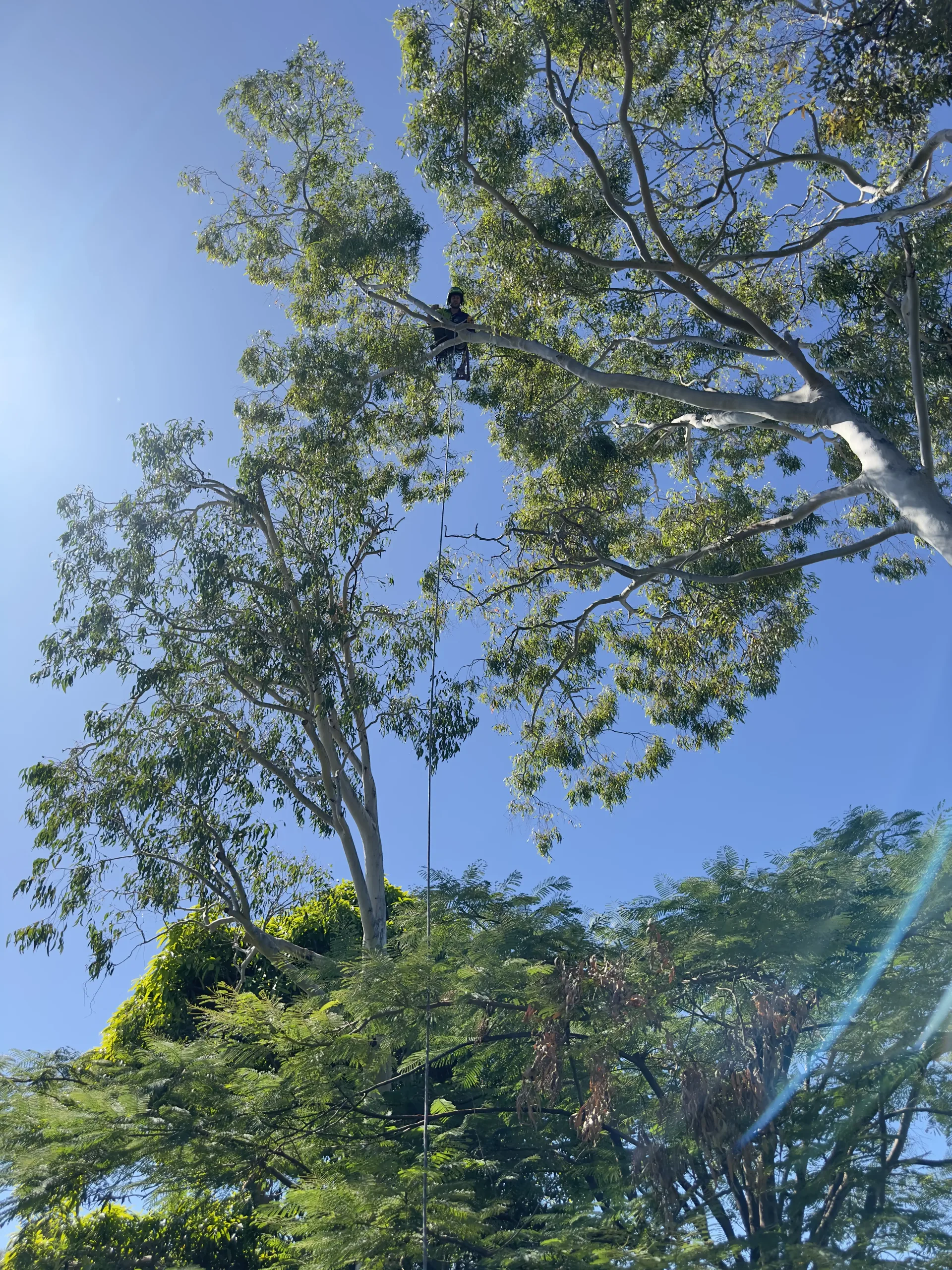 Arborclimb arborist sectionally removing a large eucalyptus using rigging ropes