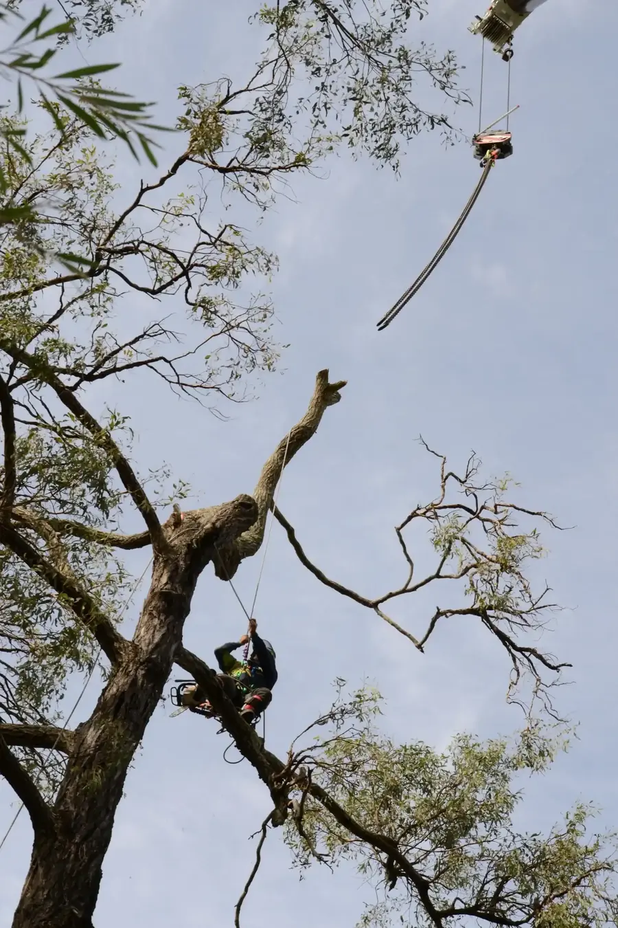 Arborclimb arborist high in a sparse tree during maintenance in Maroochydore