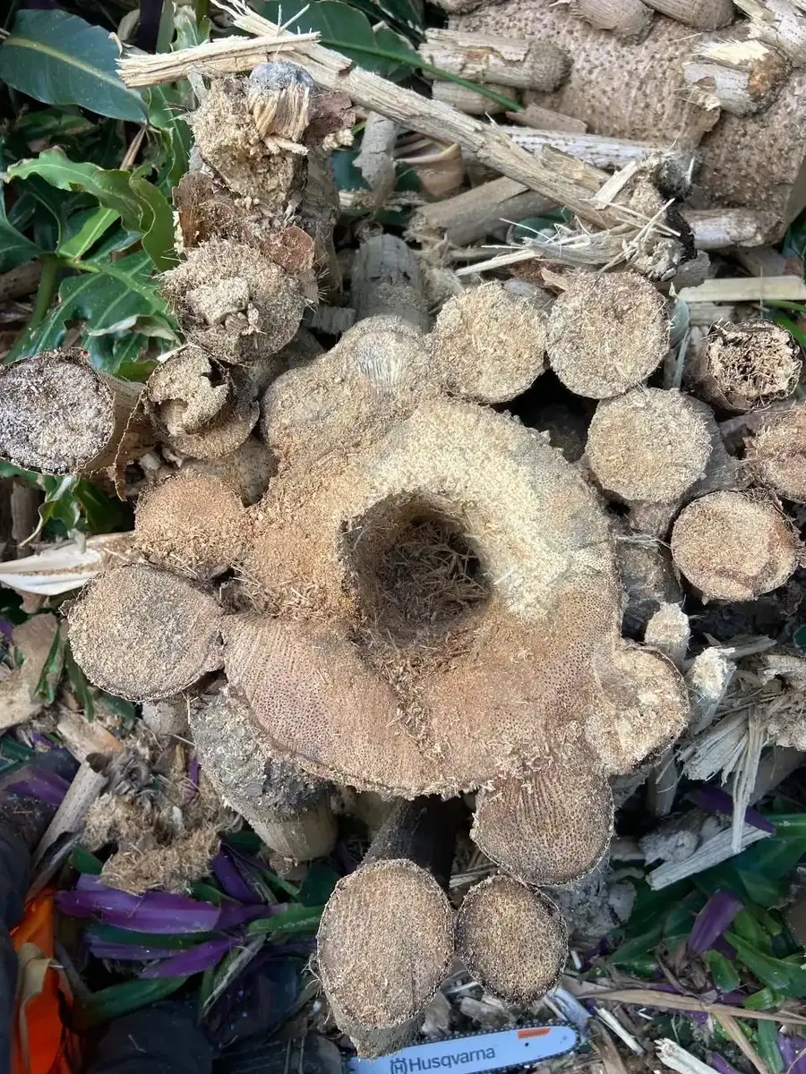 Palm trunk cross-sections examined during an arborist assessment in Mooloolaba