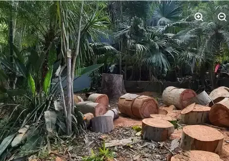 Palm trunk sections and green waste on the ground after mulching in Mooloolaba