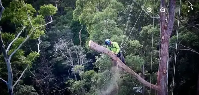 Arborclimb arborists cutting a large limb during tree maintenance in Nambour