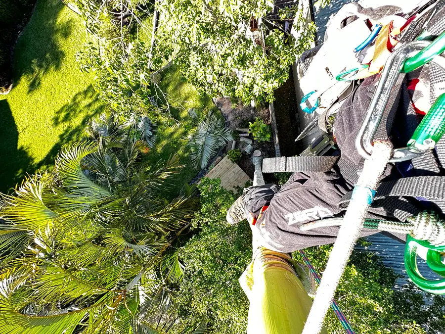 Arborclimb arborist working at height on a tree removal in Nambour