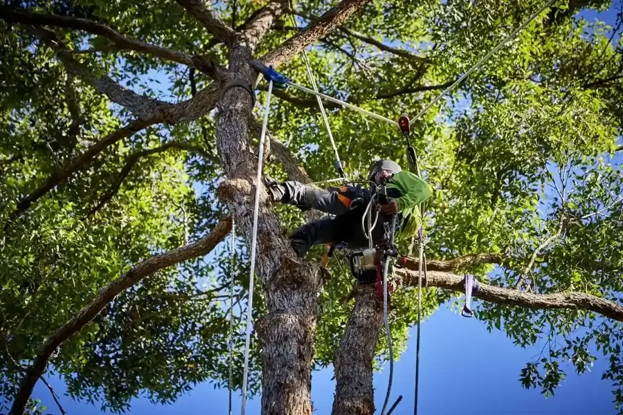 Qualified arborist assessing a tree for a written report