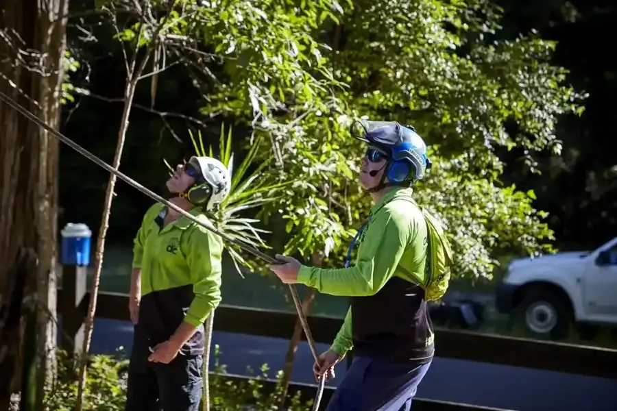 Sectional tree removal using rigging lines in a tight space