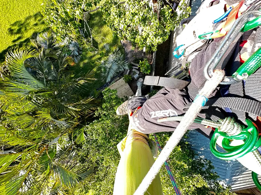 Arborclimb arborist working at height on a removal in Tewantin